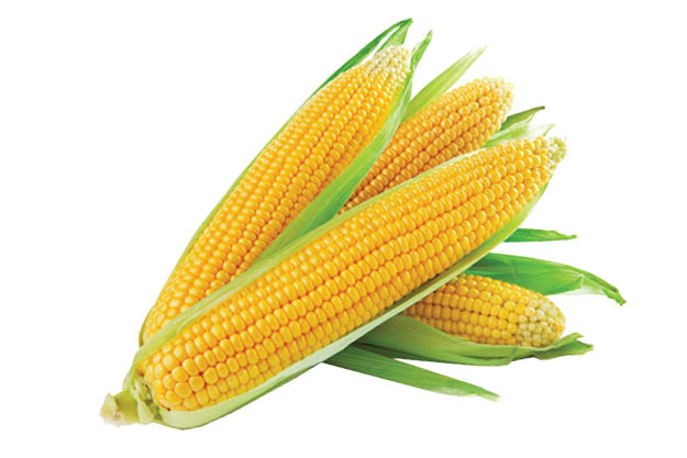 Sweet Corn 