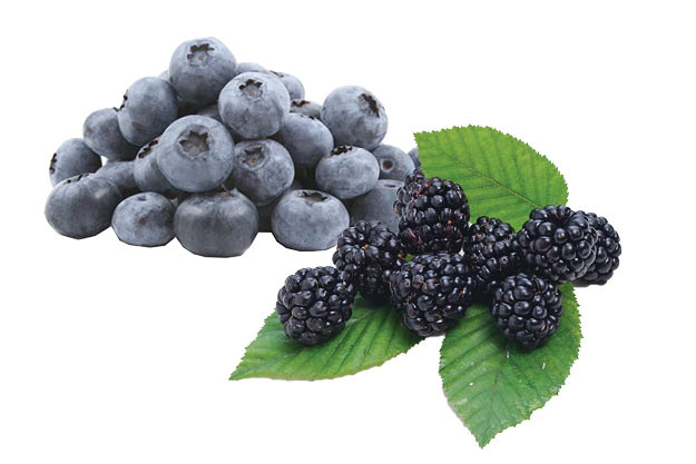 Blueberries or Blackberries