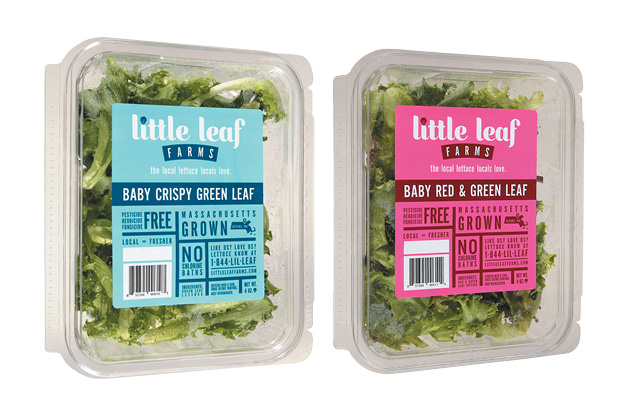 Little Leaf Baby Green Leaf Lettuce