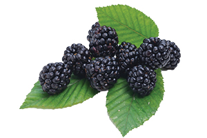 Blackberries