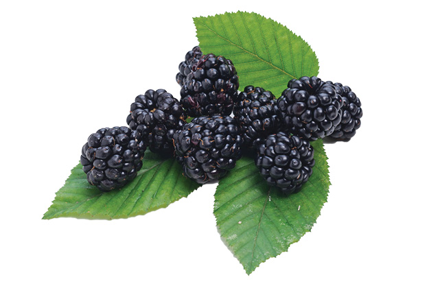 Blackberries 