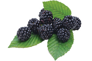 Blackberries 