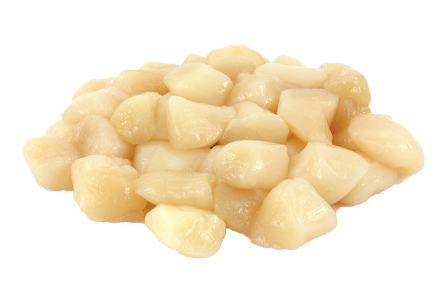 Bay Scallops