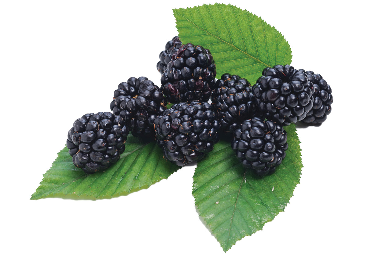 Blackberries 